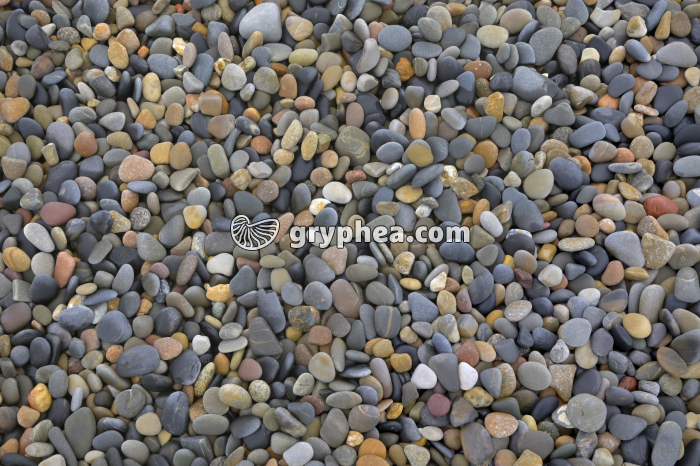 Plage de galets - gryphea.org